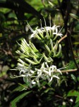 Pavetta umtalensis