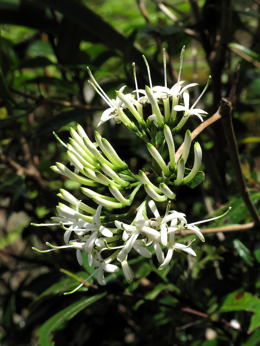 Pavetta umtalensis