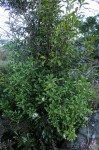 Pavetta umtalensis