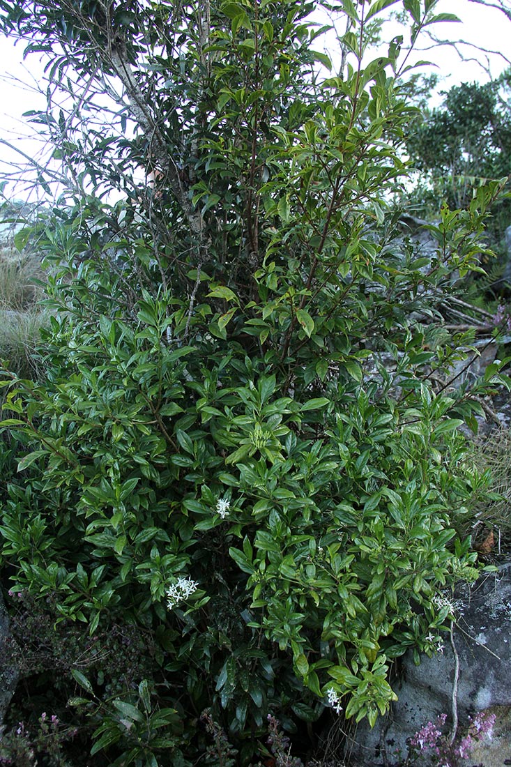 Pavetta umtalensis