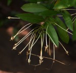 Ixora narcissodora