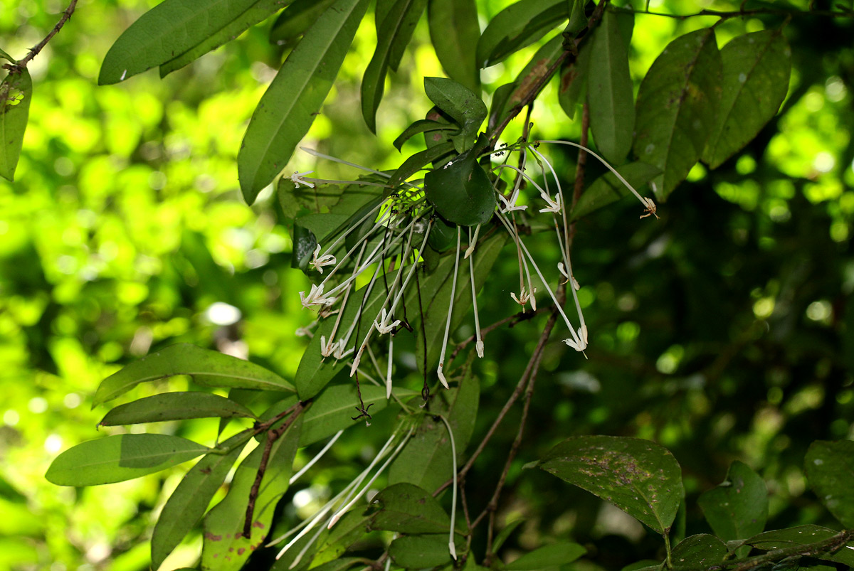Ixora narcissodora