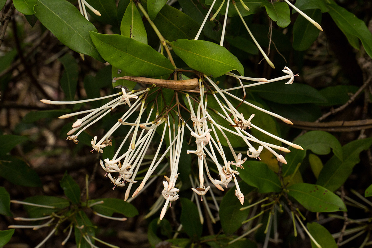Ixora narcissodora