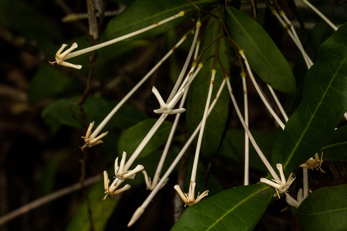 Ixora narcissodora