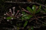 Ixora narcissodora