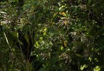 Ixora narcissodora