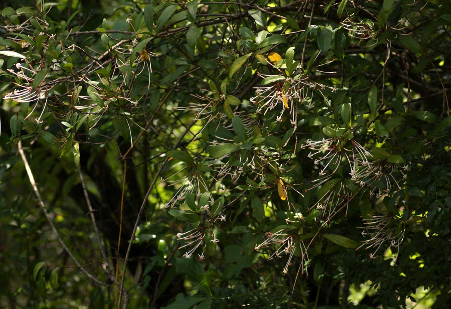 Ixora narcissodora