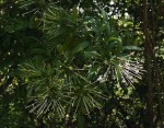 Ixora narcissodora