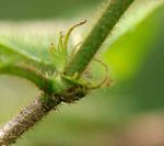 Rutidea orientalis