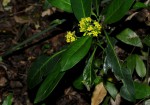 Psychotria capensis subsp. capensis var. capensis