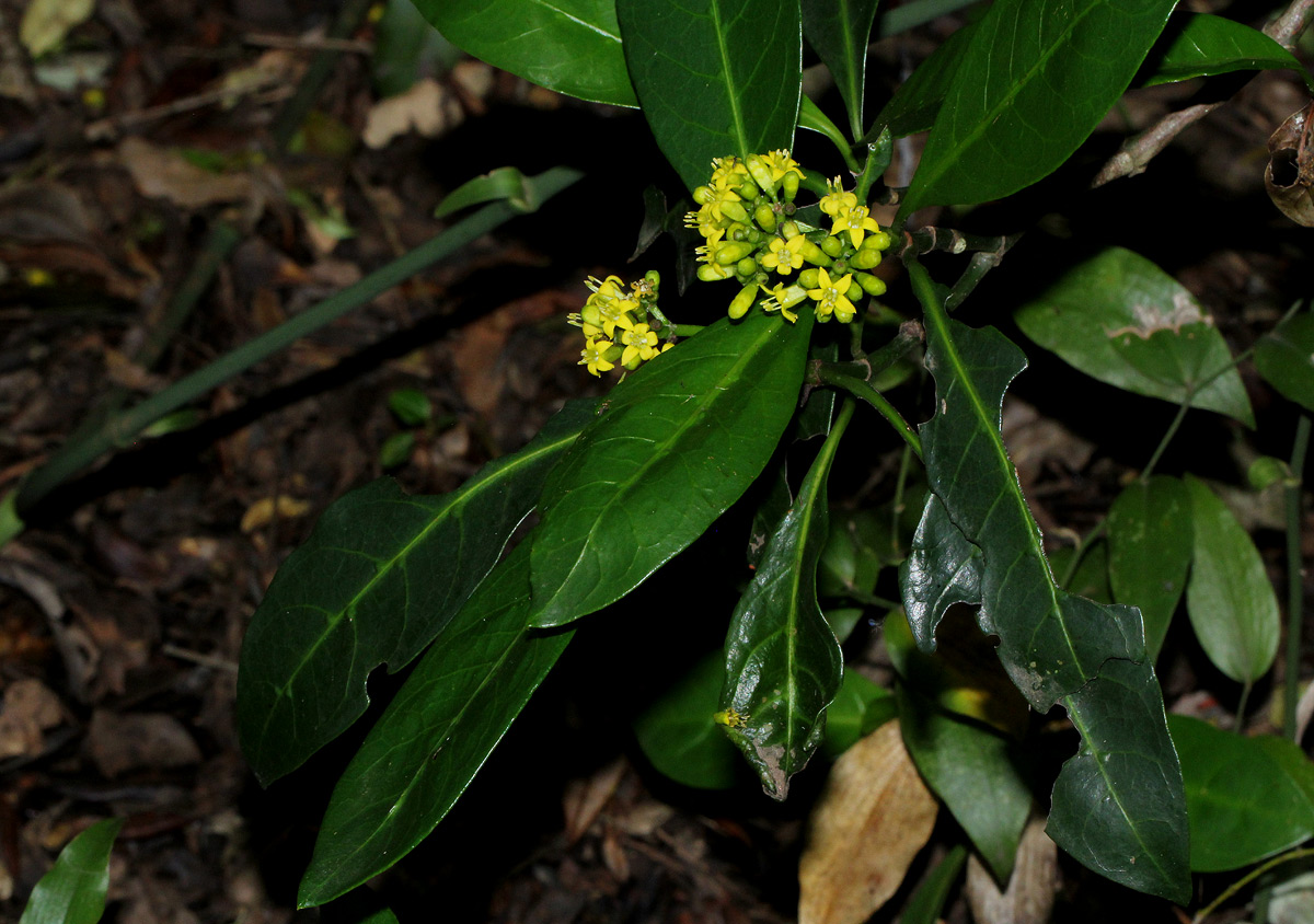 Psychotria capensis subsp. capensis var. capensis
