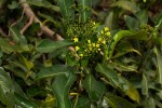 Psychotria capensis subsp. capensis var. capensis