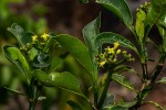 Psychotria capensis subsp. capensis var. capensis