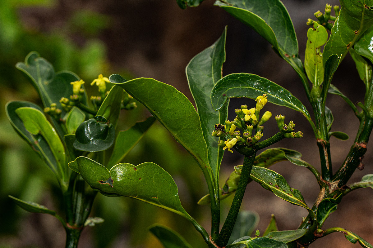 Psychotria capensis subsp. capensis var. capensis