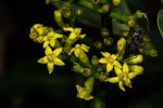 Psychotria capensis subsp. capensis var. capensis