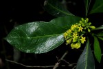 Psychotria capensis subsp. capensis var. capensis