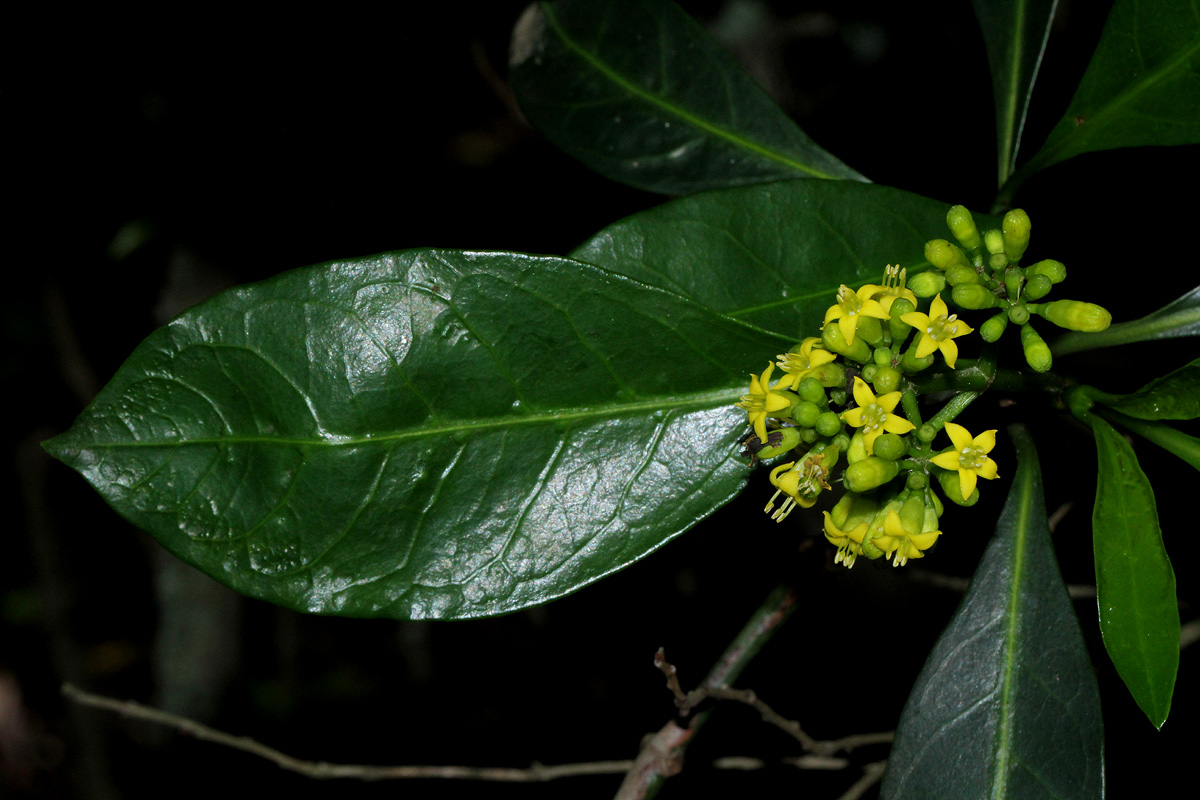 Psychotria capensis subsp. capensis var. capensis