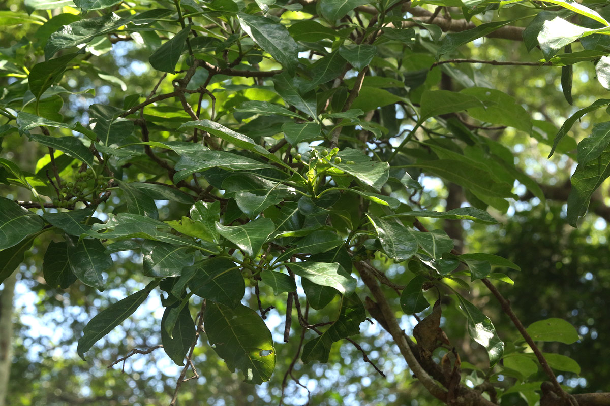 Psychotria capensis subsp. capensis var. capensis
