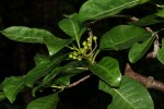Psychotria capensis subsp. capensis var. capensis