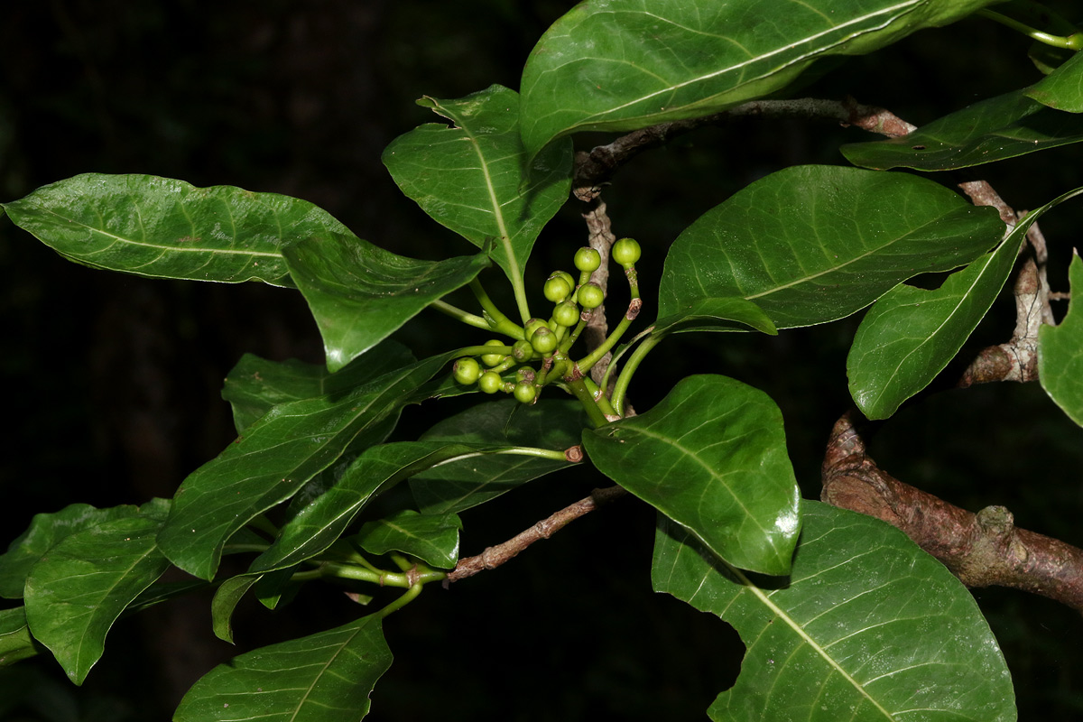 Psychotria capensis subsp. capensis var. capensis