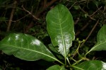 Psychotria capensis subsp. capensis var. capensis