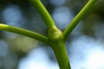 Psychotria capensis subsp. capensis var. capensis