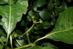 Psychotria capensis subsp. capensis var. capensis
