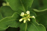 Psychotria kirkii