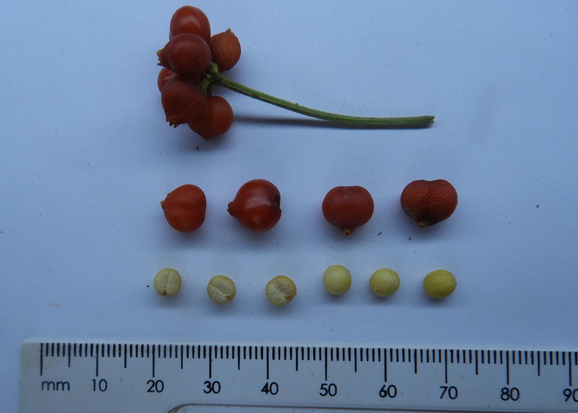 Psychotria kirkii