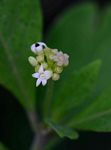 Psychotria kirkii