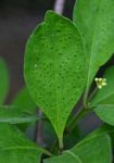 Psychotria kirkii