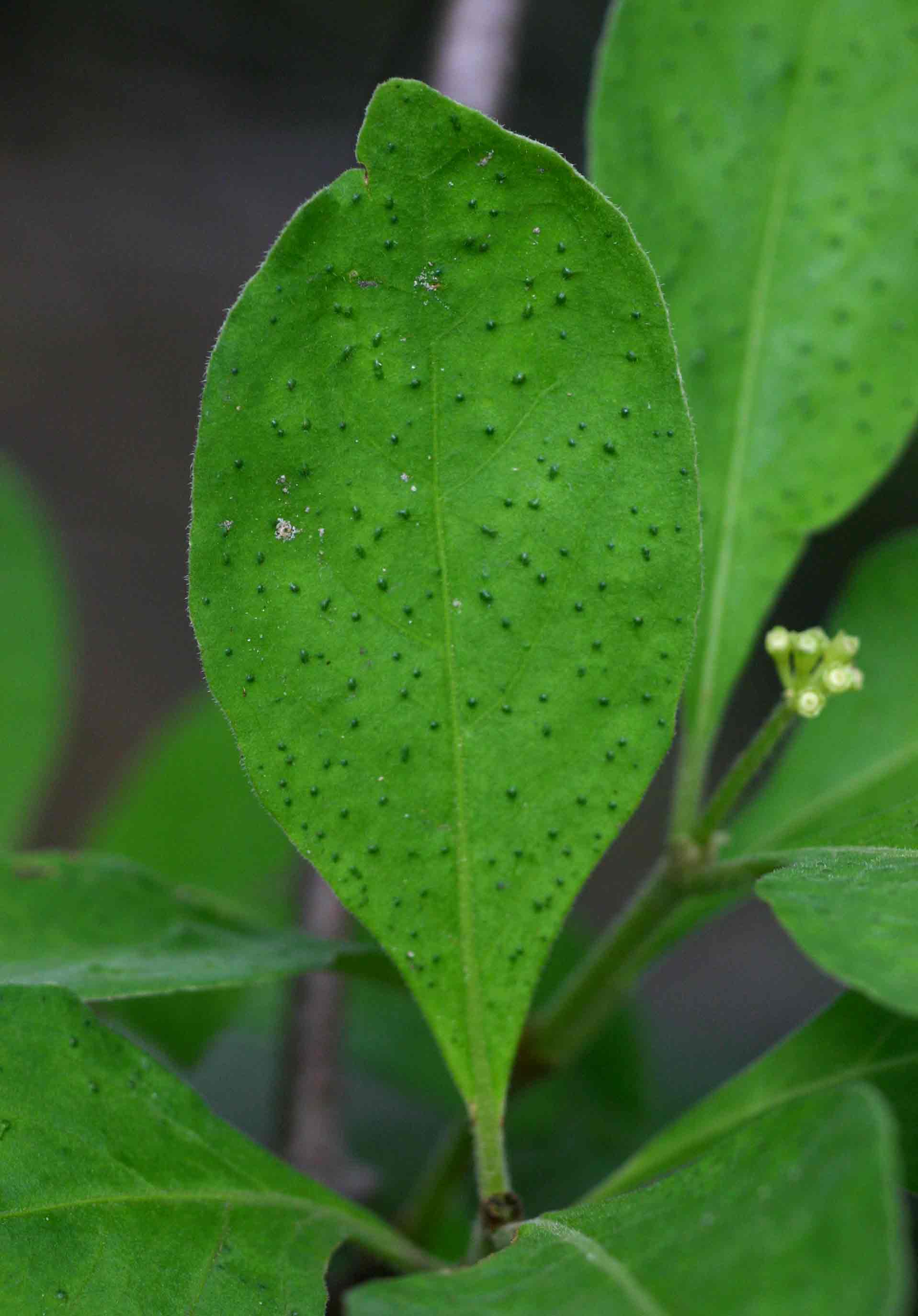 Psychotria kirkii