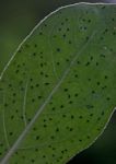 Psychotria kirkii