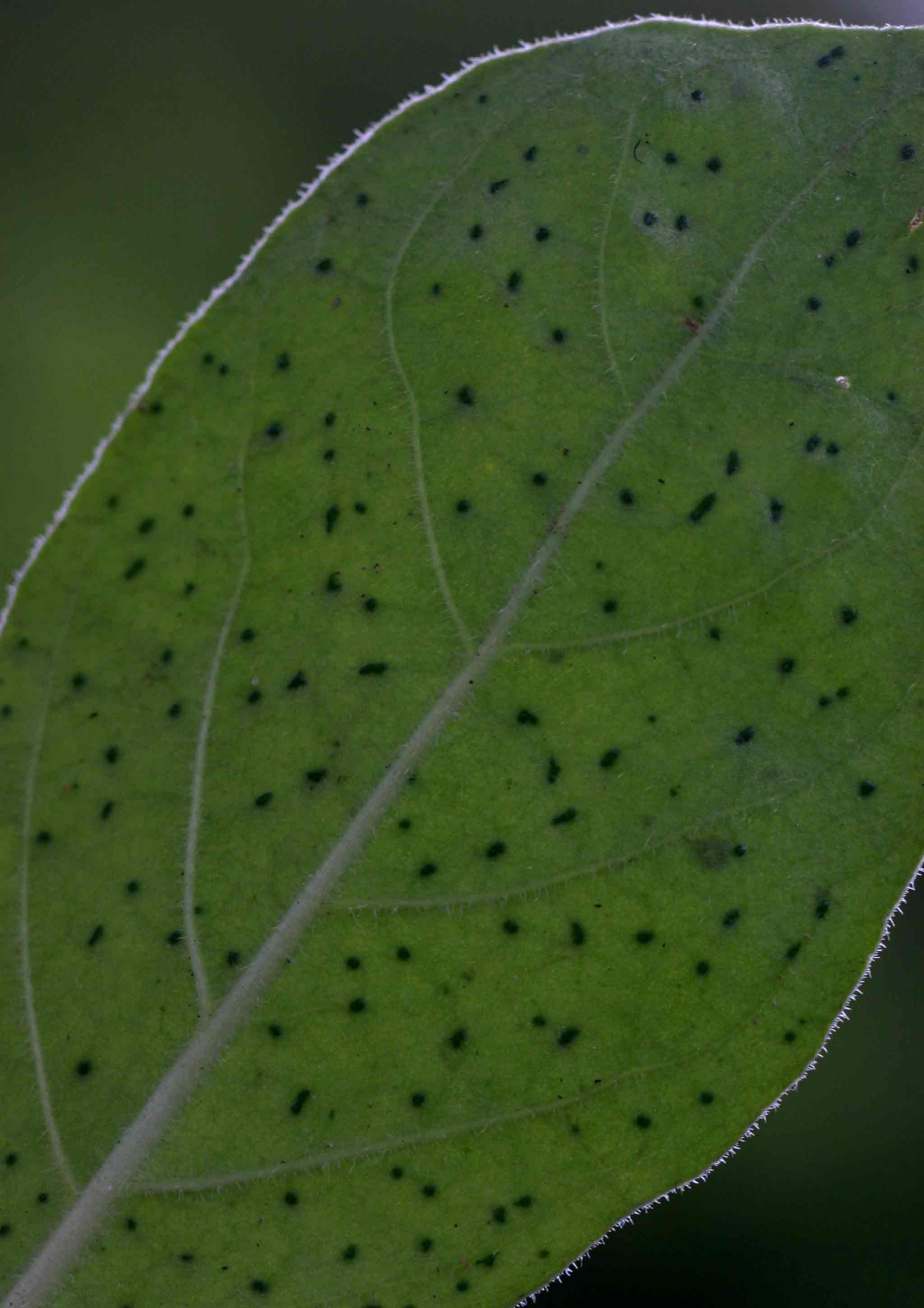 Psychotria kirkii