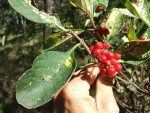 Psychotria kirkii