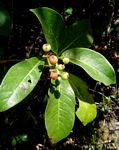 Psychotria mahonii