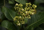 Psychotria mahonii