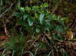 Psychotria peduncularis var. angustibracteata