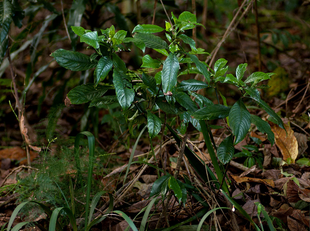Psychotria peduncularis var. angustibracteata