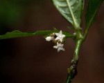 Psychotria peduncularis var. angustibracteata