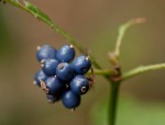 Psychotria peduncularis var. angustibracteata