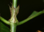 Psychotria peduncularis var. angustibracteata