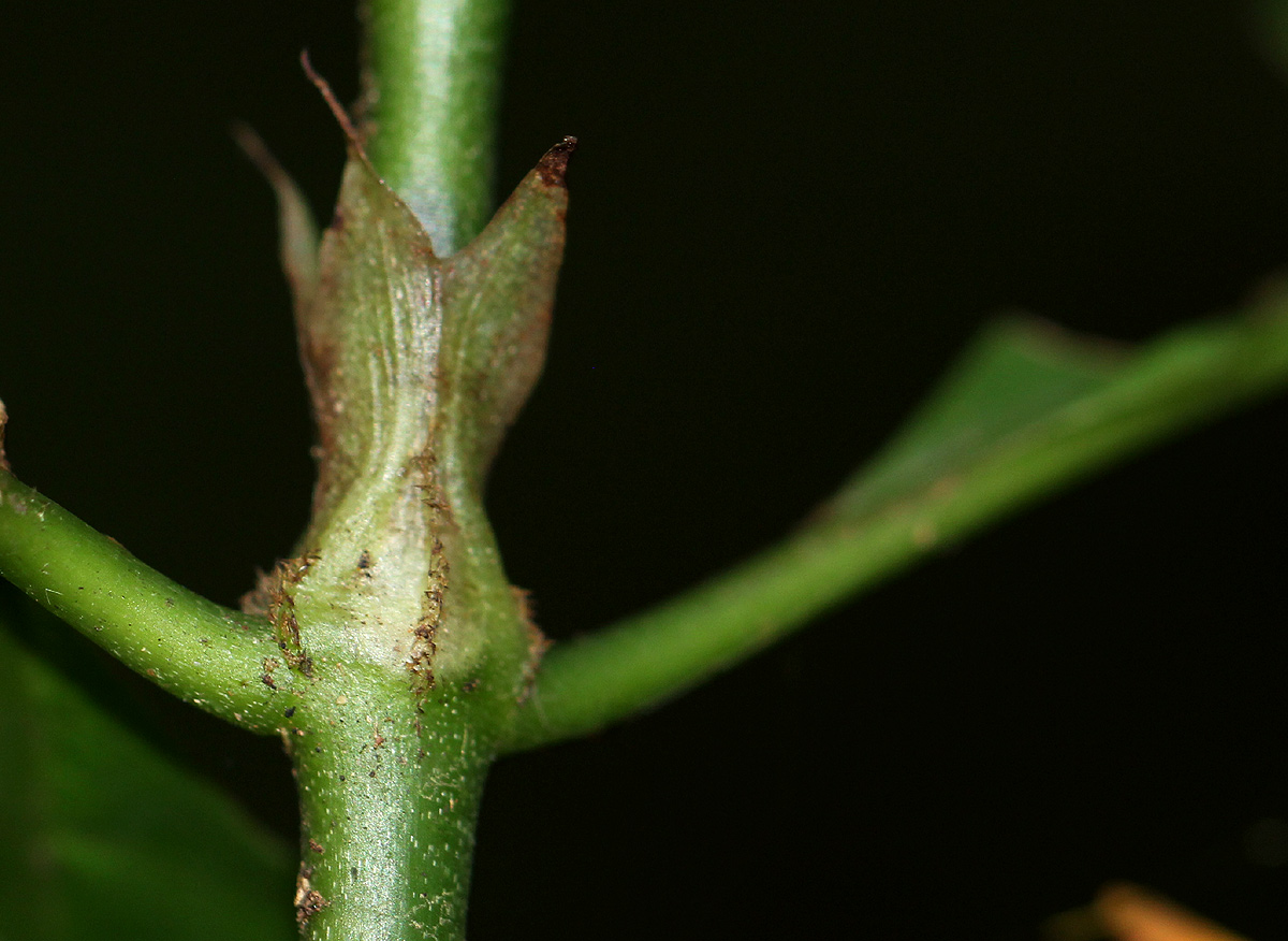 Psychotria peduncularis var. angustibracteata