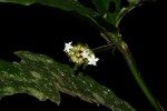 Psychotria peduncularis var. angustibracteata