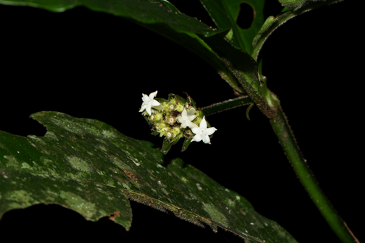 Psychotria peduncularis var. angustibracteata