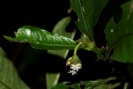 Psychotria peduncularis var. angustibracteata