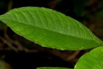 Psychotria peduncularis var. angustibracteata