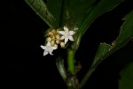 Psychotria peduncularis var. angustibracteata