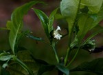 Psychotria peduncularis var. angustibracteata