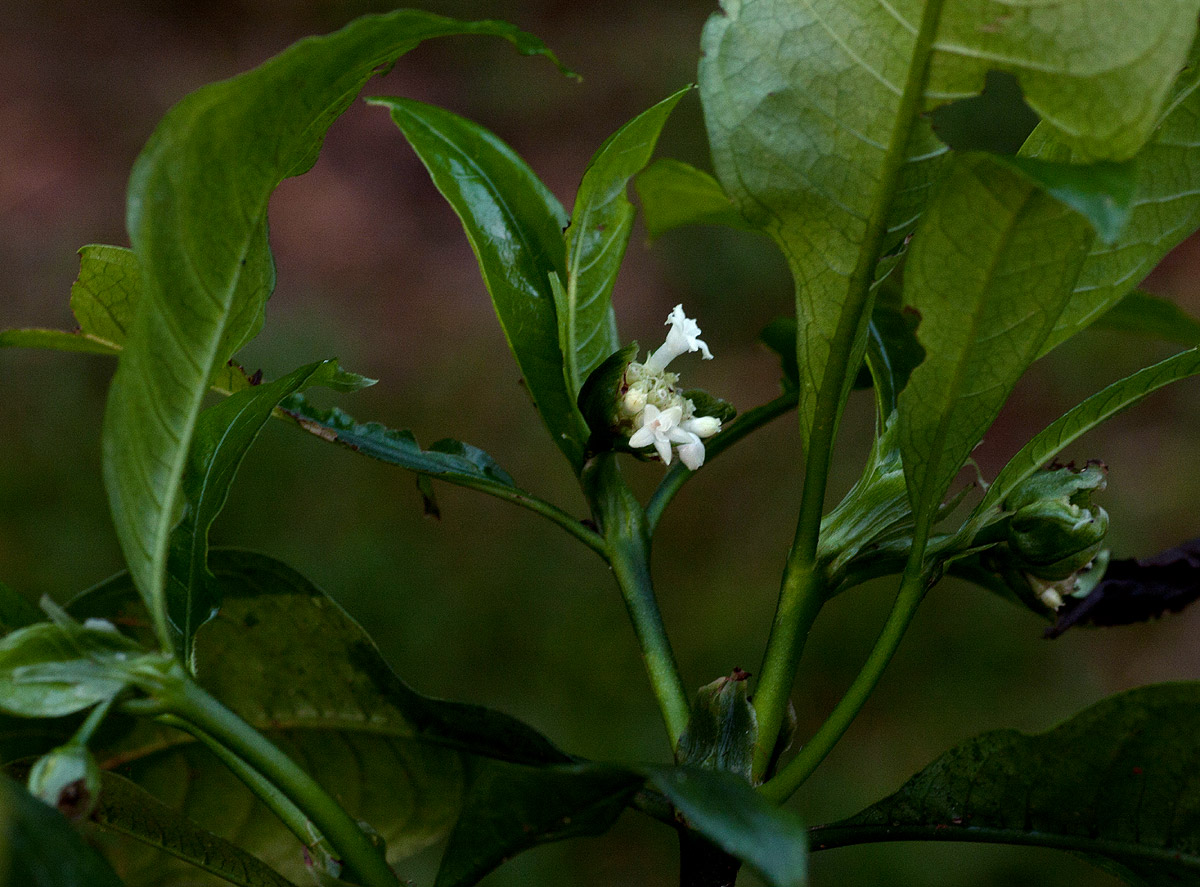 Psychotria peduncularis var. angustibracteata